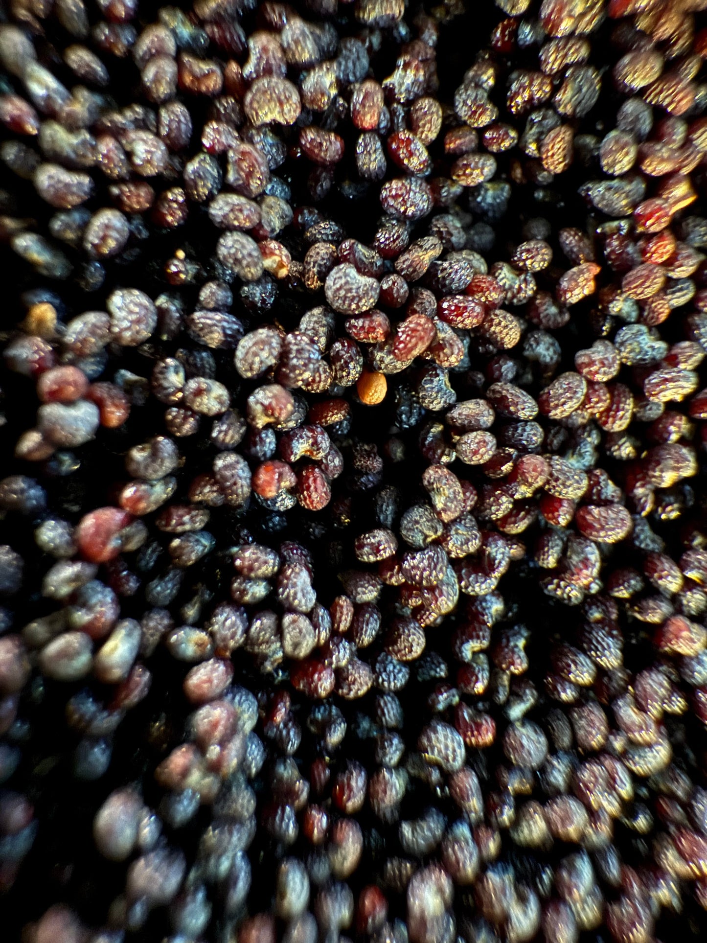Ripkitty Premium Organic Culinary Poppy Seeds