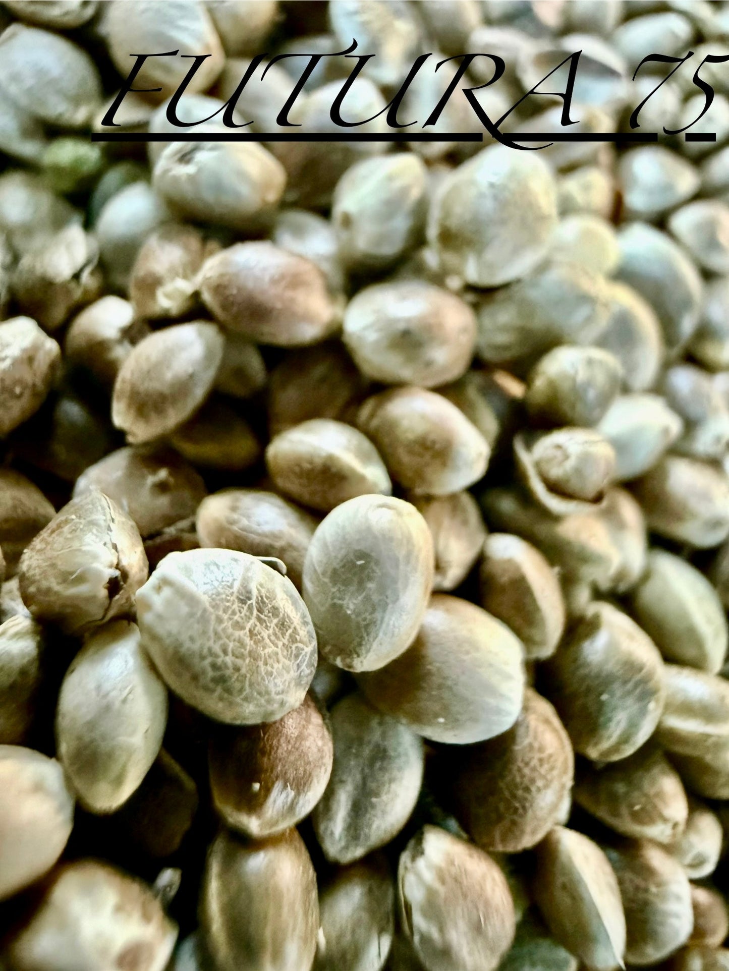 Ripkitty International & Domestic Raw Viable Hemp Seeds Sold in Bulk for Poultry, Equine Feeding, & Livestock