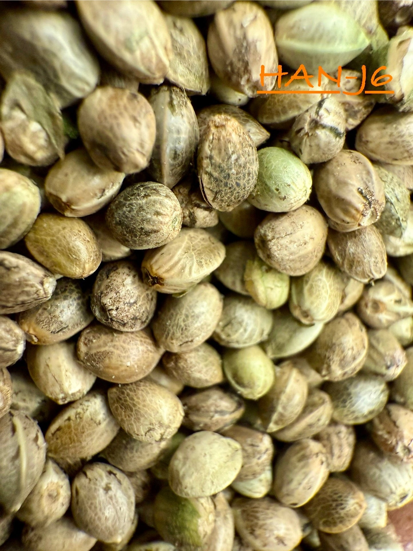 Ripkitty International & Domestic Raw Viable Hemp Seeds Sold in Bulk for Poultry, Equine Feeding, & Livestock