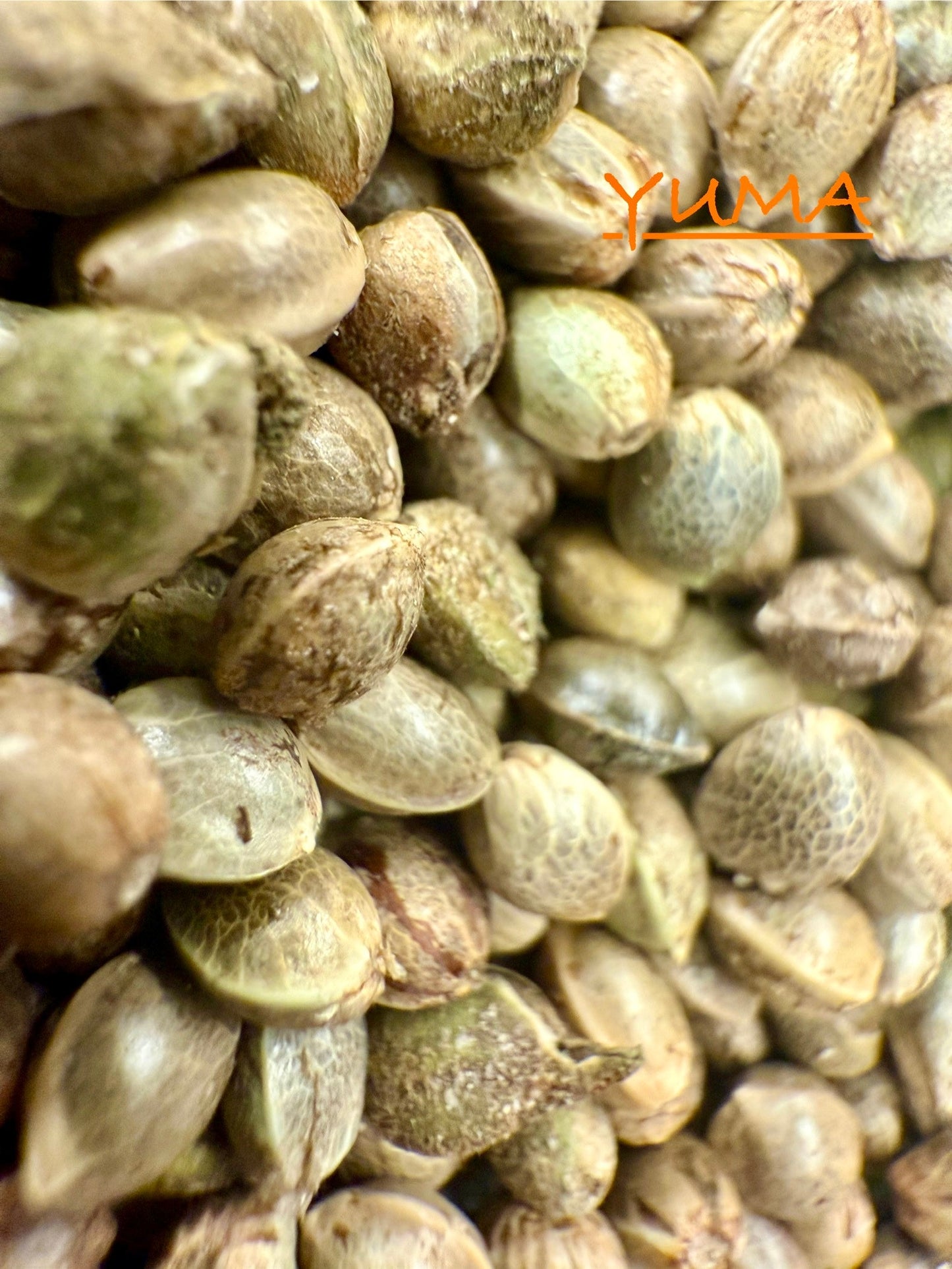 Ripkitty International & Domestic Raw Viable Hemp Seeds Sold in Bulk for Poultry, Equine Feeding, & Livestock