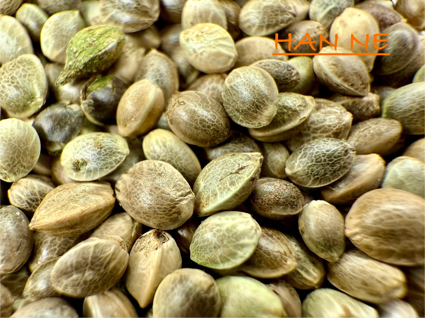 Ripkitty International & Domestic Raw Viable Hemp Seeds Sold in Bulk for Poultry, Equine Feeding, & Livestock