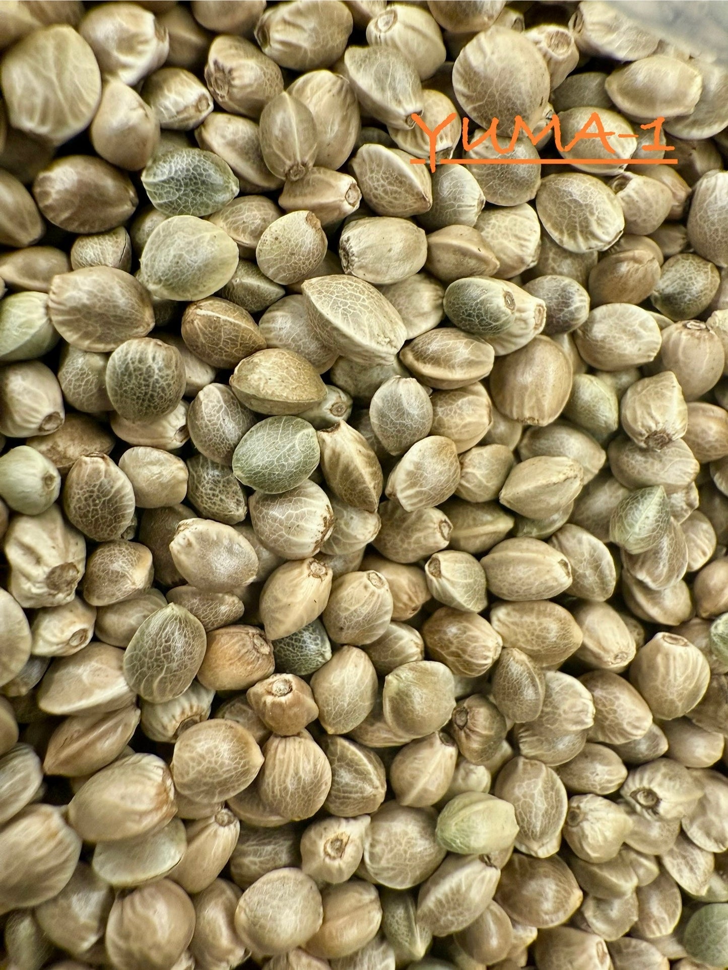 Ripkitty International & Domestic Raw Viable Hemp Seeds Sold in Bulk for Poultry, Equine Feeding, & Livestock