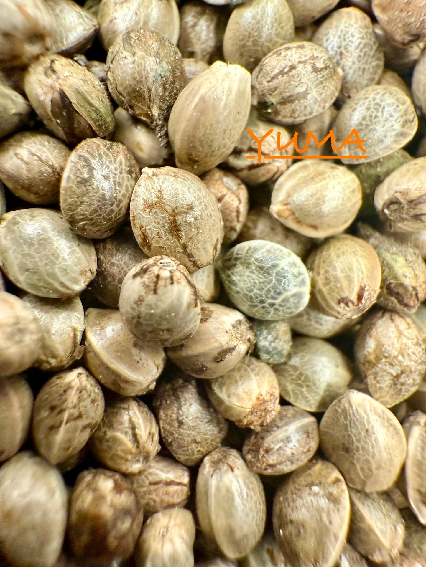 Ripkitty International & Domestic Raw Viable Hemp Seeds Sold in Bulk for Poultry, Equine Feeding, & Livestock