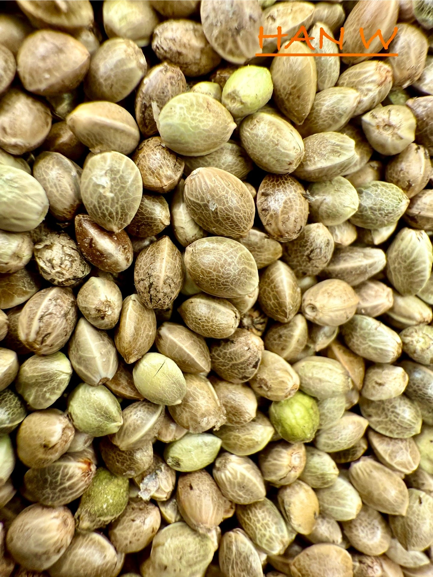 Ripkitty International & Domestic Raw Viable Hemp Seeds Sold in Bulk for Poultry, Equine Feeding, & Livestock