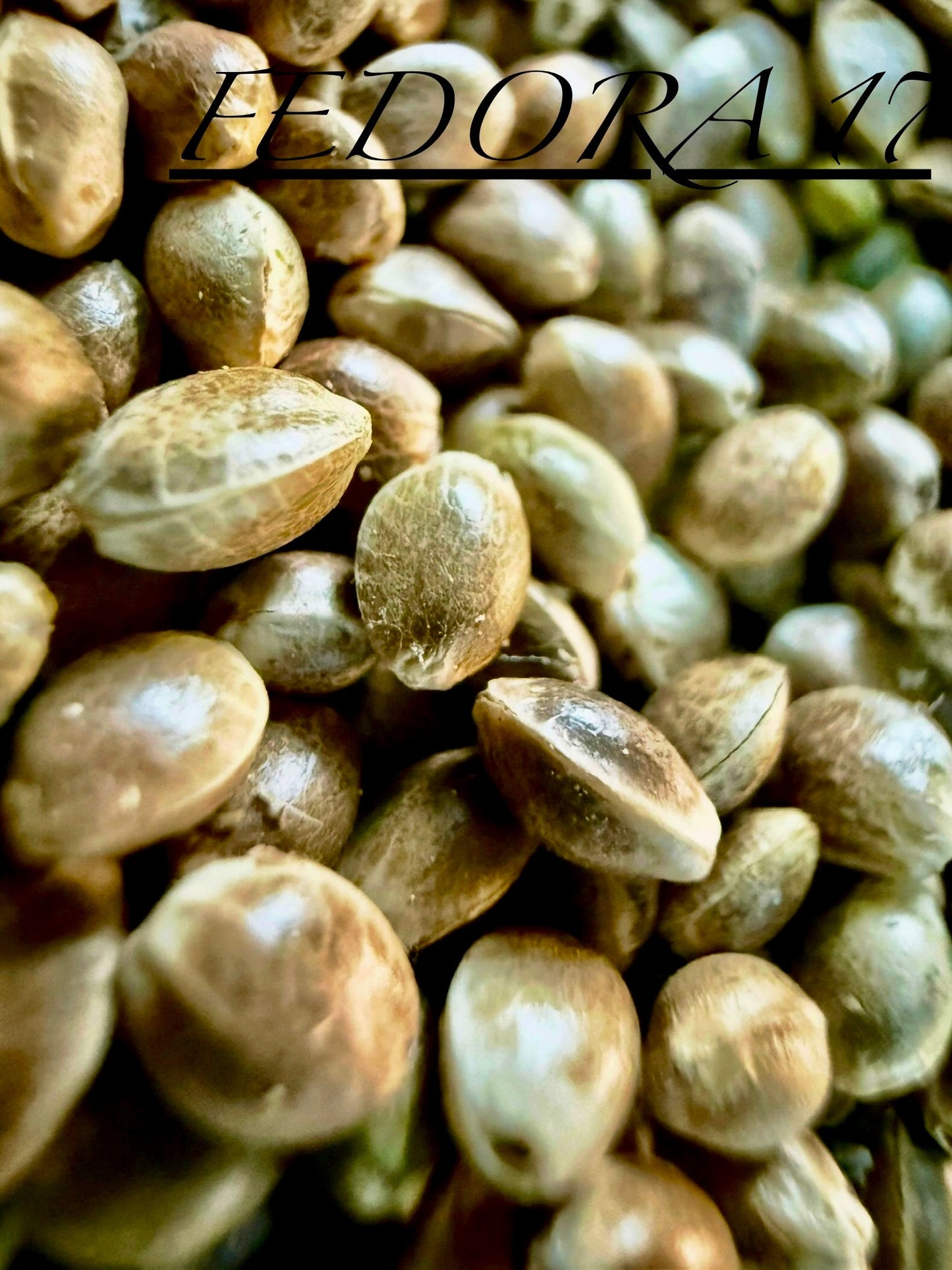 Ripkitty International & Domestic Raw Viable Hemp Seeds Sold in Bulk for Poultry, Equine Feeding, & Livestock