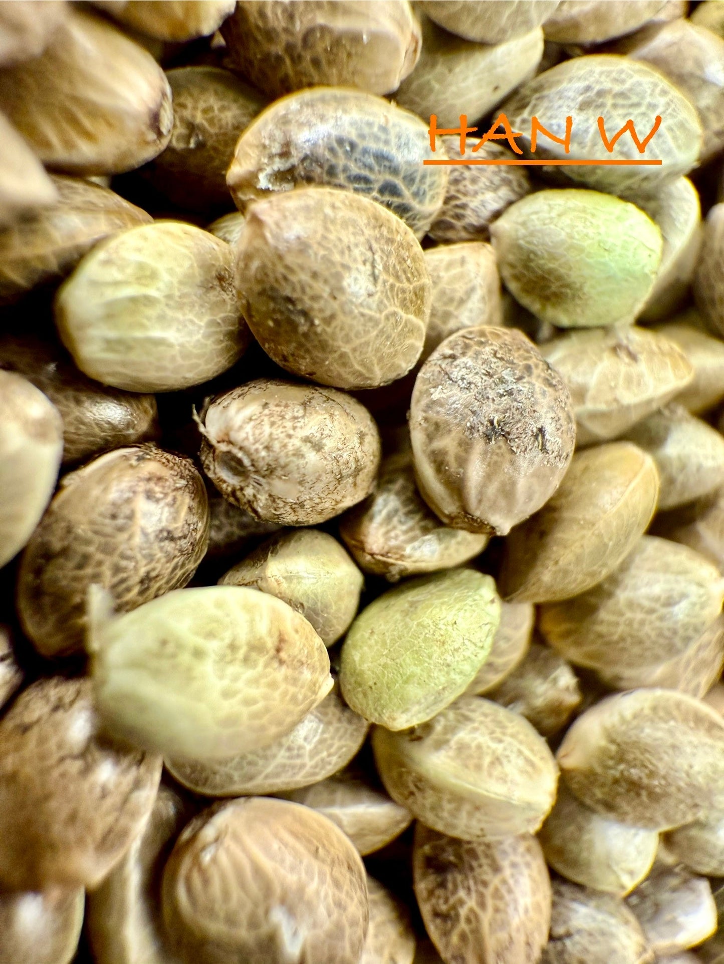 Ripkitty International & Domestic Raw Viable Hemp Seeds Sold in Bulk for Poultry, Equine Feeding, & Livestock