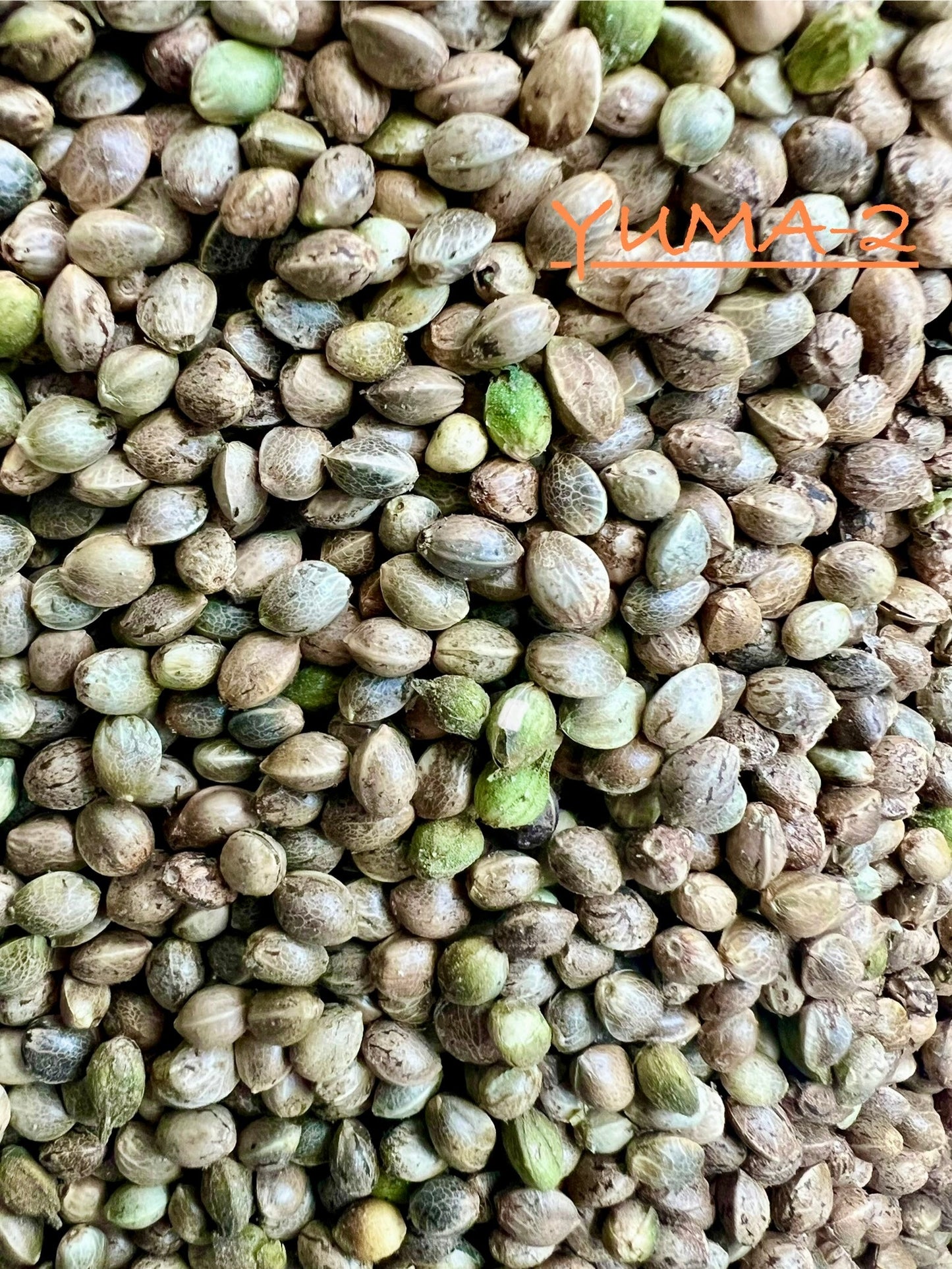 Ripkitty International & Domestic Raw Viable Hemp Seeds Sold in Bulk for Poultry, Equine Feeding, & Livestock