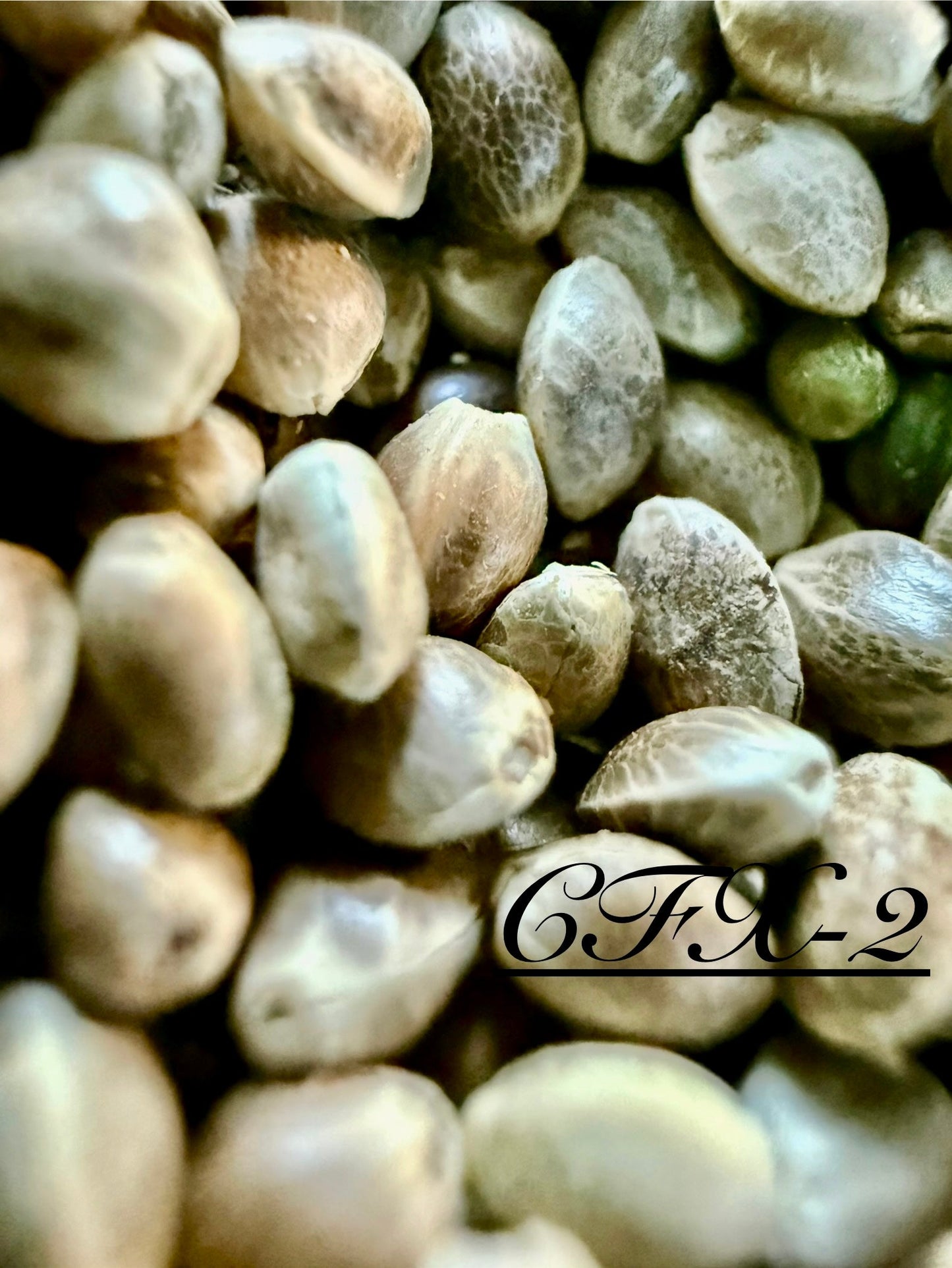 Ripkitty International & Domestic Raw Viable Hemp Seeds Sold in Bulk for Poultry, Equine Feeding, & Livestock