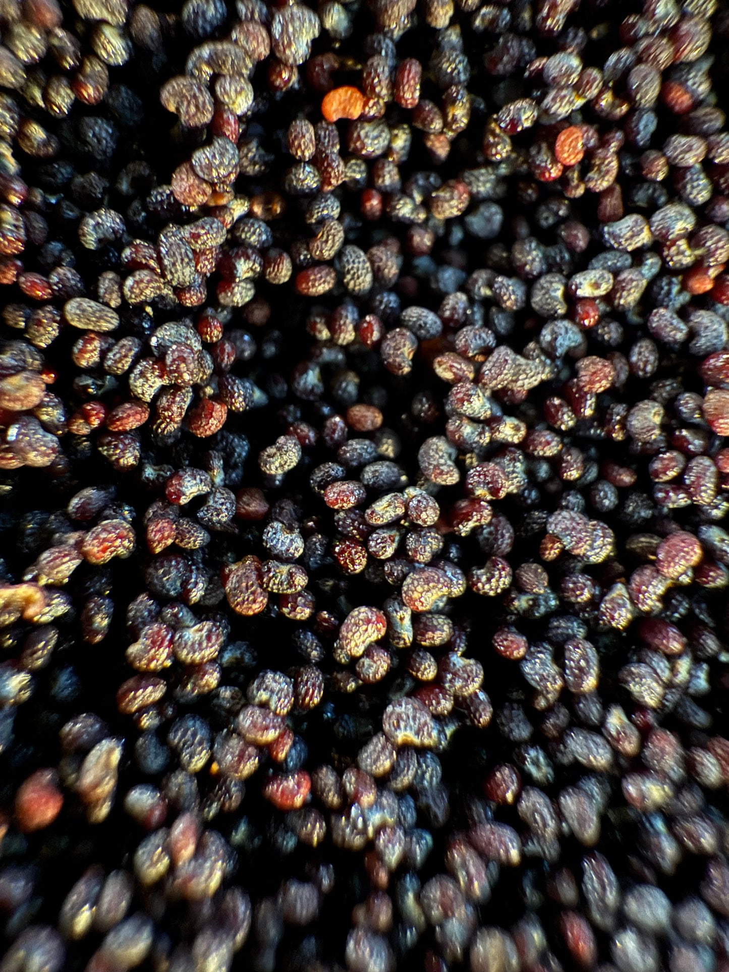 Ripkitty Premium Organic Culinary Poppy Seeds