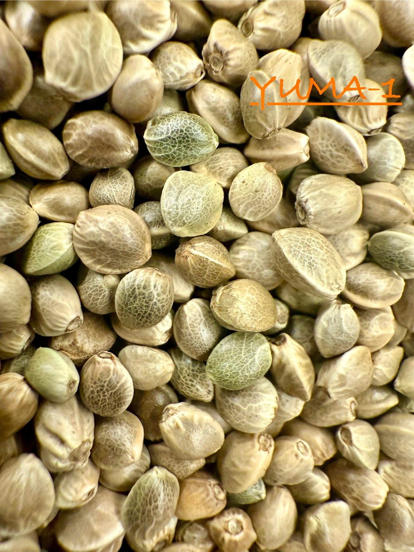 Ripkitty International & Domestic Raw Viable Hemp Seeds Sold in Bulk for Poultry, Equine Feeding, & Livestock