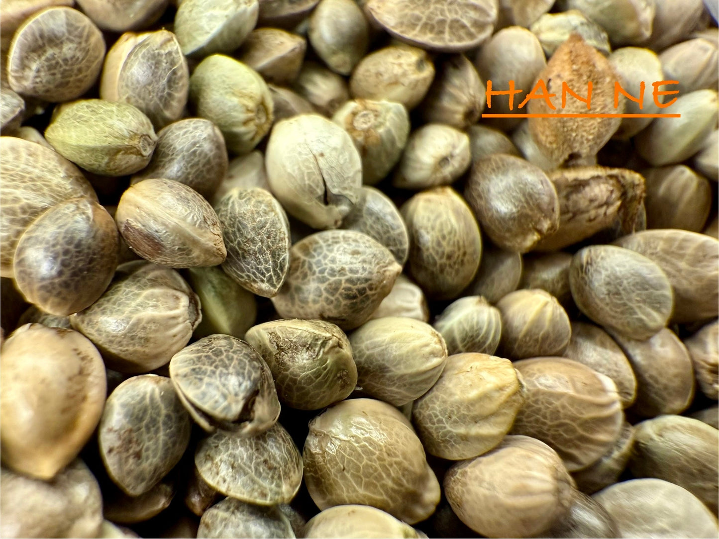 Ripkitty International & Domestic Raw Viable Hemp Seeds Sold in Bulk for Poultry, Equine Feeding, & Livestock