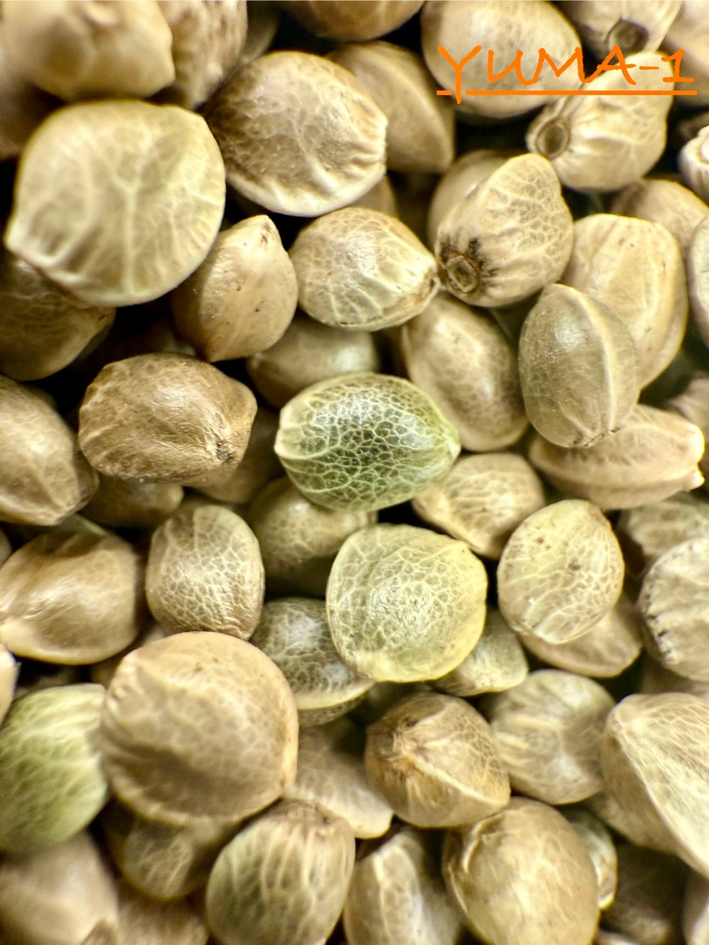 Ripkitty International & Domestic Raw Viable Hemp Seeds Sold in Bulk for Poultry, Equine Feeding, & Livestock