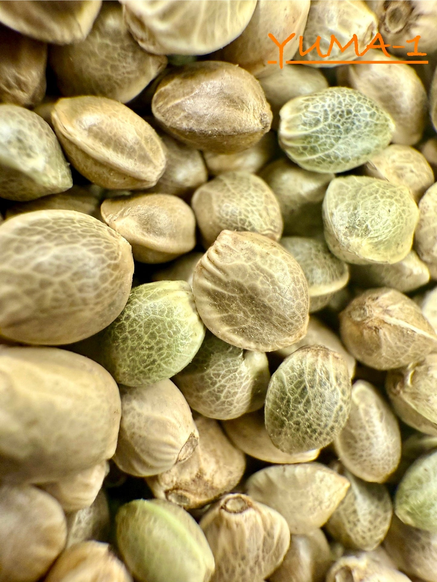 Ripkitty International & Domestic Raw Viable Hemp Seeds Sold in Bulk for Poultry, Equine Feeding, & Livestock