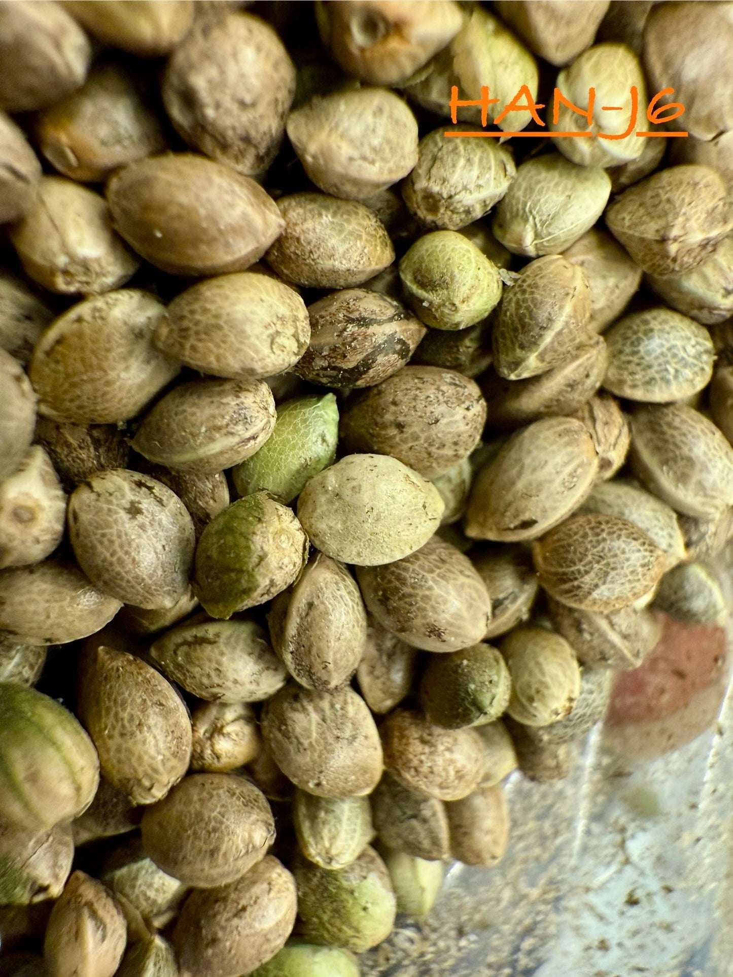 Ripkitty International & Domestic Raw Viable Hemp Seeds Sold in Bulk for Poultry, Equine Feeding, & Livestock