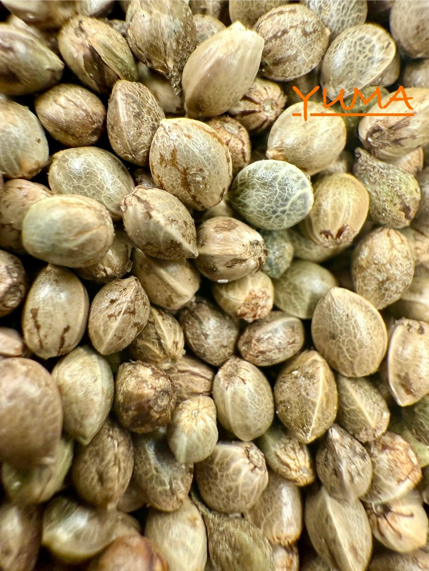 Ripkitty International & Domestic Raw Viable Hemp Seeds Sold in Bulk for Poultry, Equine Feeding, & Livestock