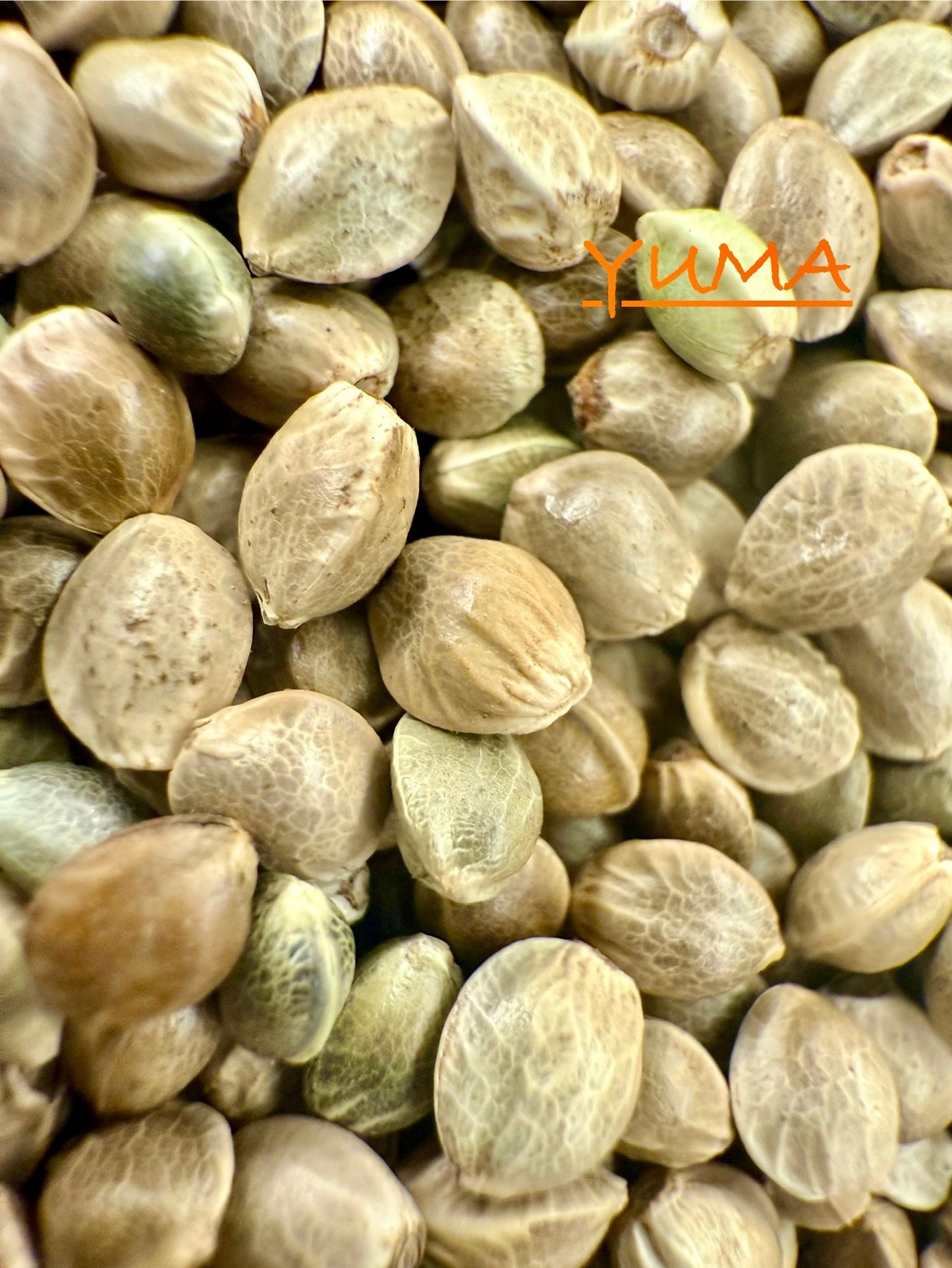 Ripkitty International & Domestic Raw Viable Hemp Seeds Sold in Bulk for Poultry, Equine Feeding, & Livestock