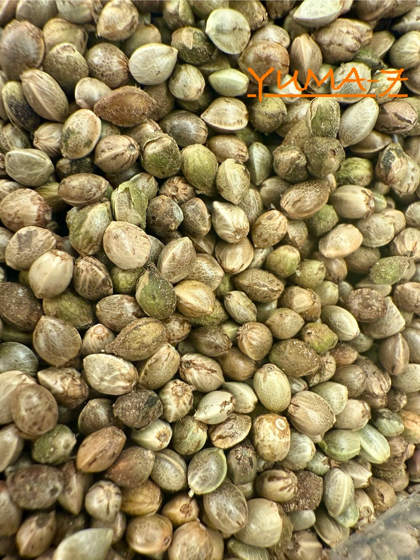 Ripkitty International & Domestic Raw Viable Hemp Seeds Sold in Bulk for Poultry, Equine Feeding, & Livestock