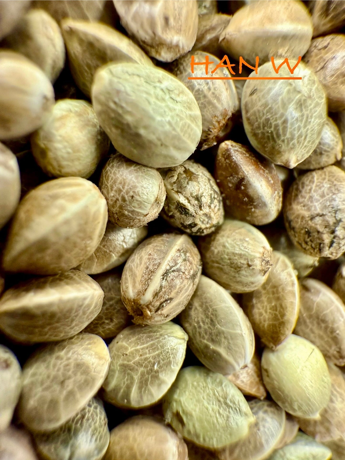 Ripkitty International & Domestic Raw Viable Hemp Seeds Sold in Bulk for Poultry, Equine Feeding, & Livestock
