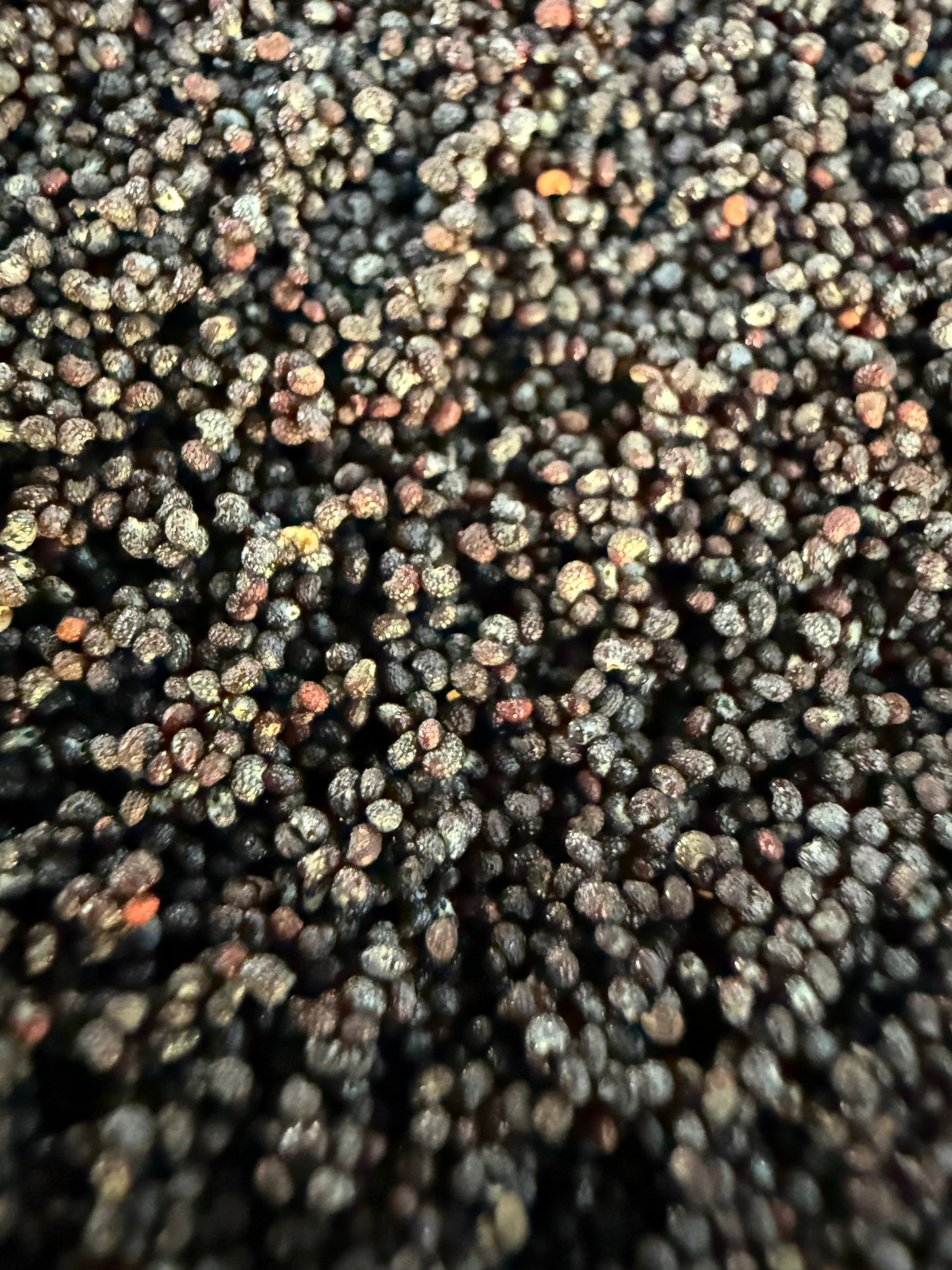 Ripkitty Premium Organic Culinary Poppy Seeds