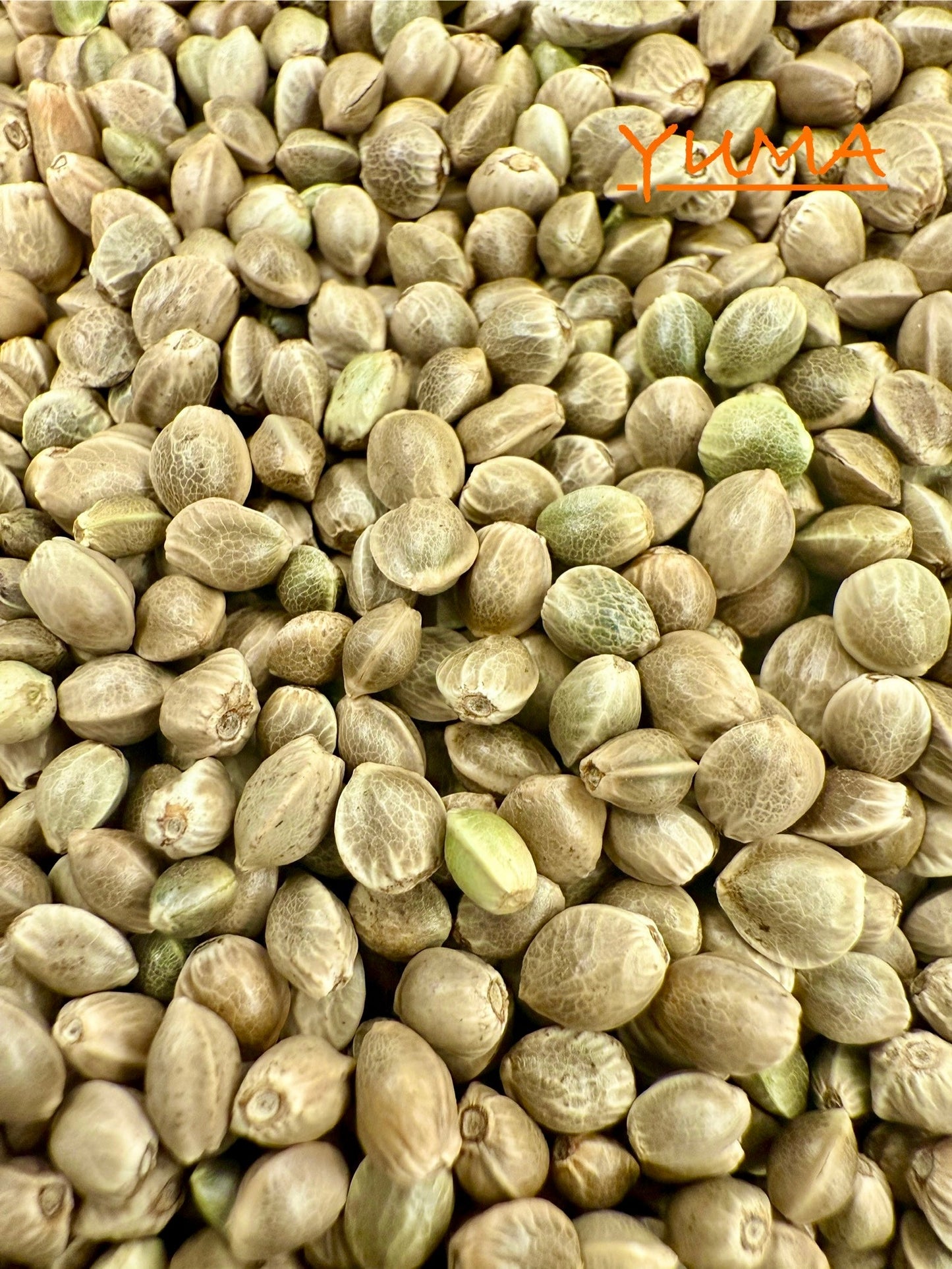 Ripkitty International & Domestic Raw Viable Hemp Seeds Sold in Bulk for Poultry, Equine Feeding, & Livestock