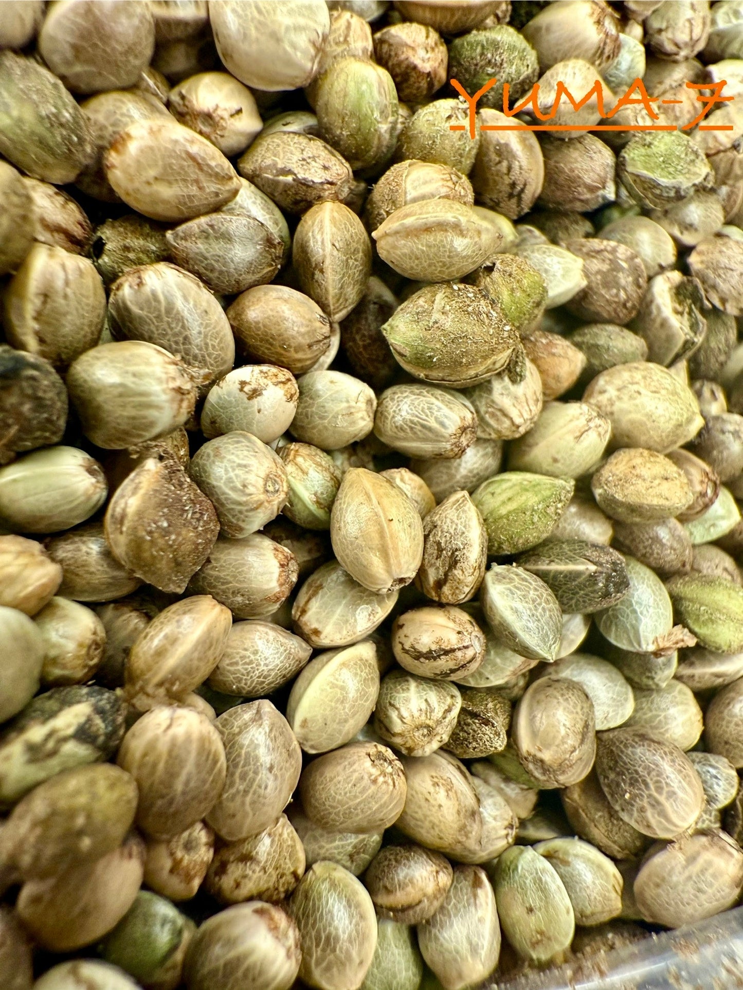 Ripkitty International & Domestic Raw Viable Hemp Seeds Sold in Bulk for Poultry, Equine Feeding, & Livestock
