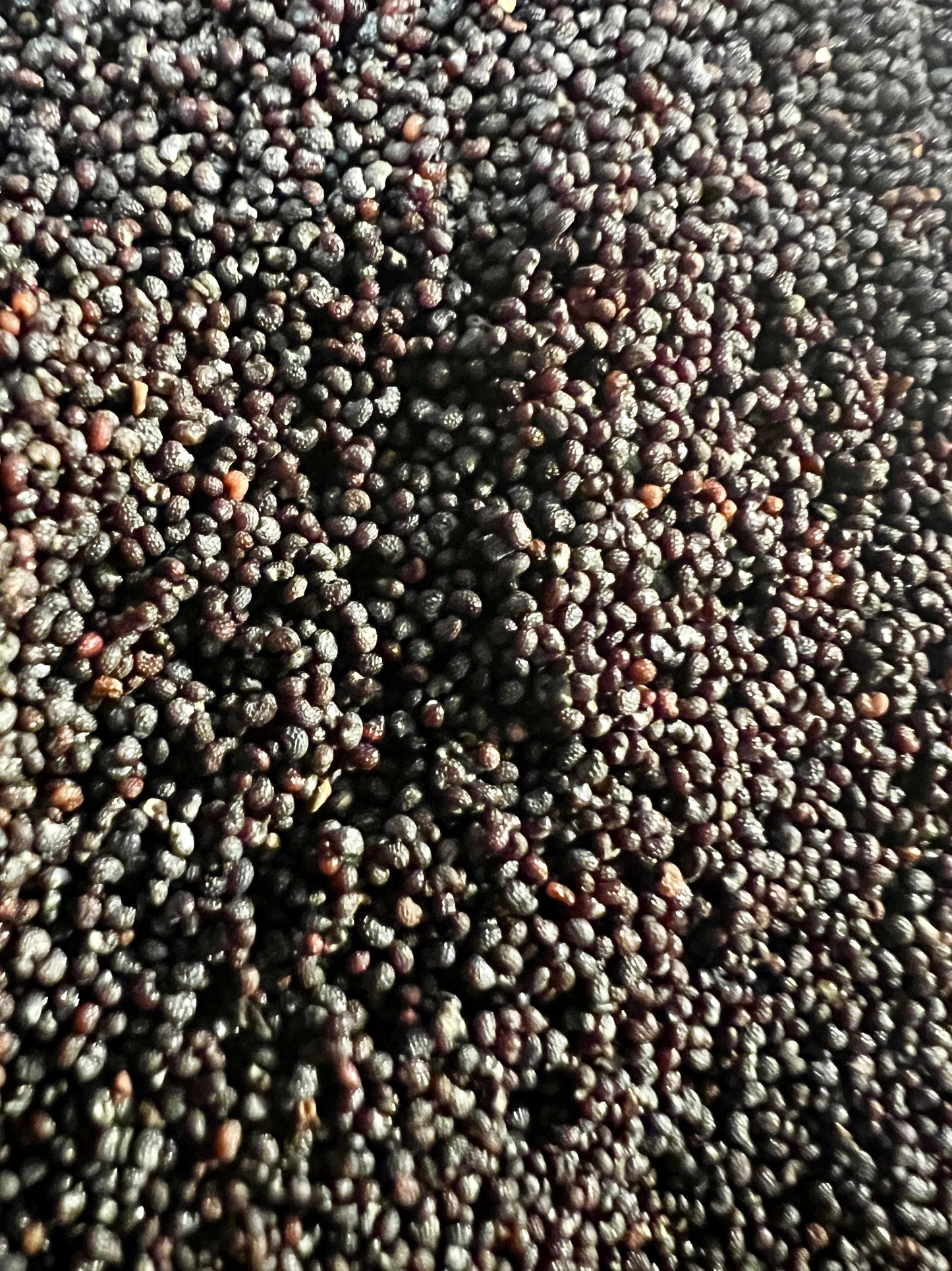 Ripkitty Premium Organic Culinary Poppy Seeds