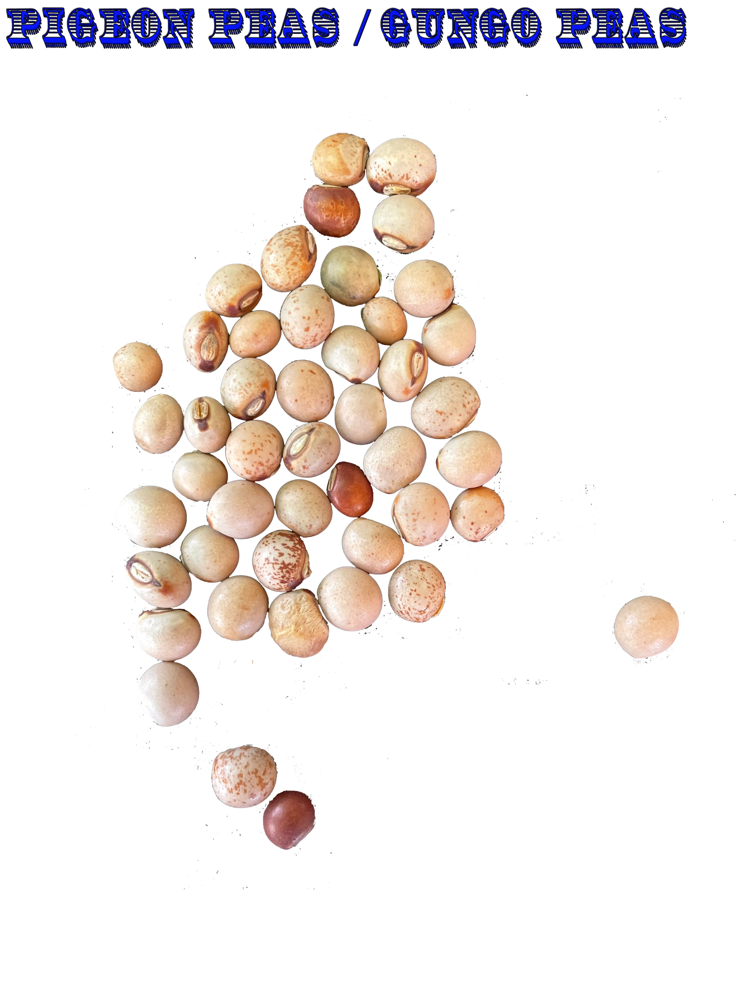 Ripkitty Premium Pigeon Peas (Gungo) Cajanus Cajan