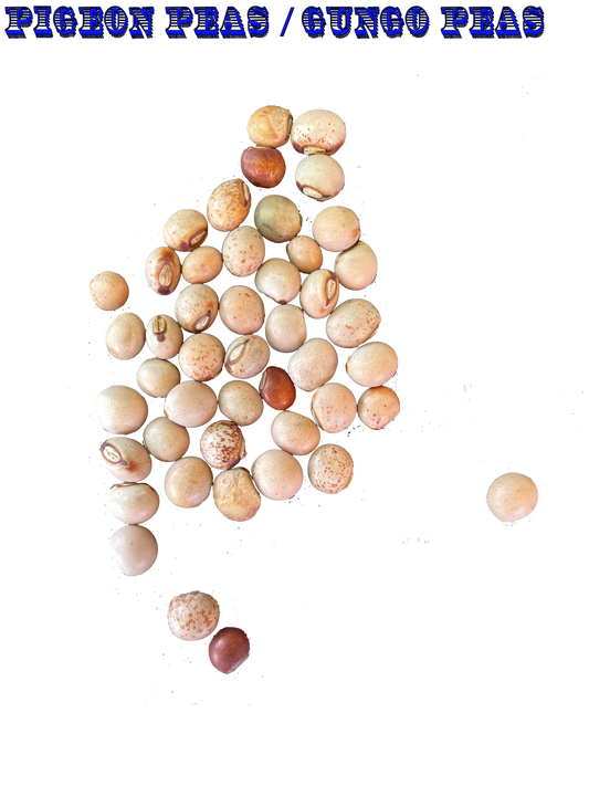 Ripkitty Premium Pigeon Peas (Gungo) Cajanus Cajan